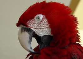 Aruba Parrot